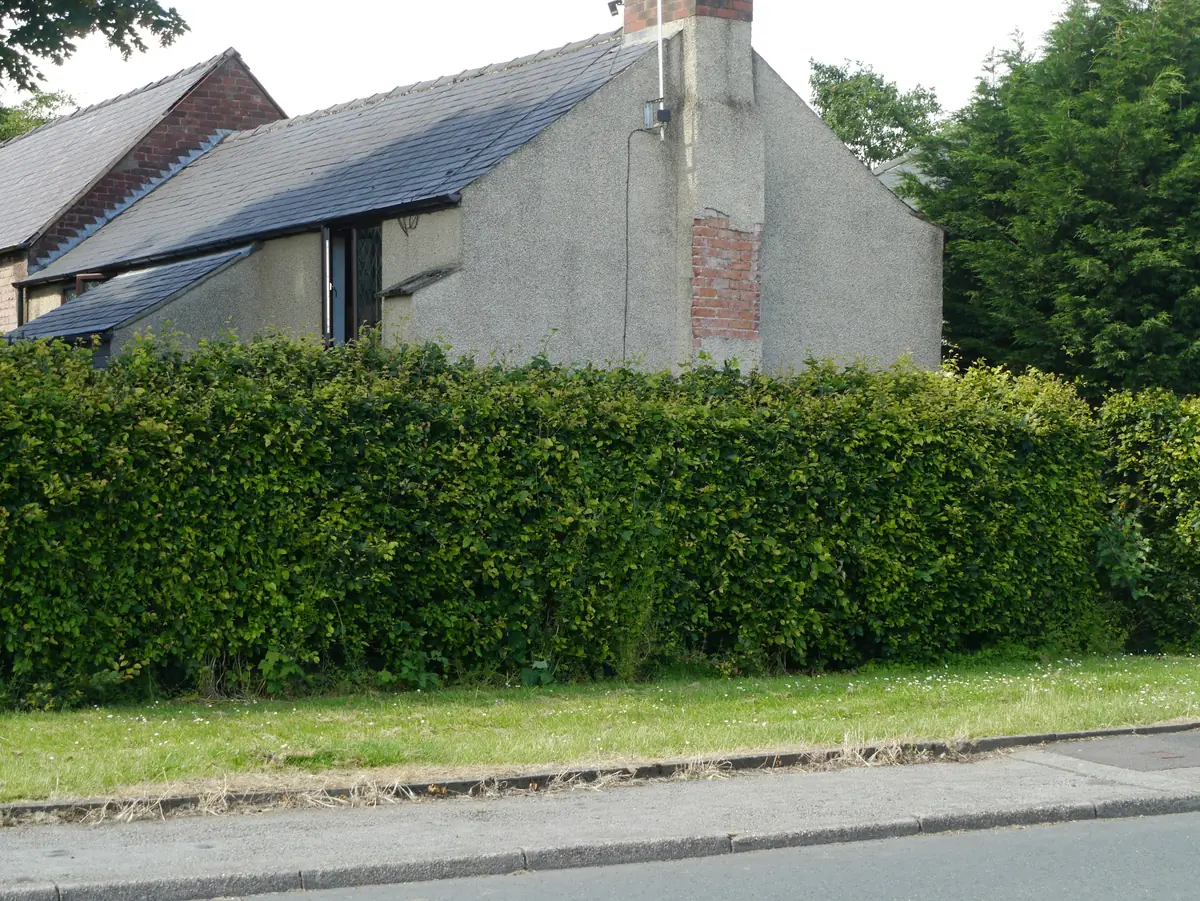 Lush green hedge in front of a rustic house