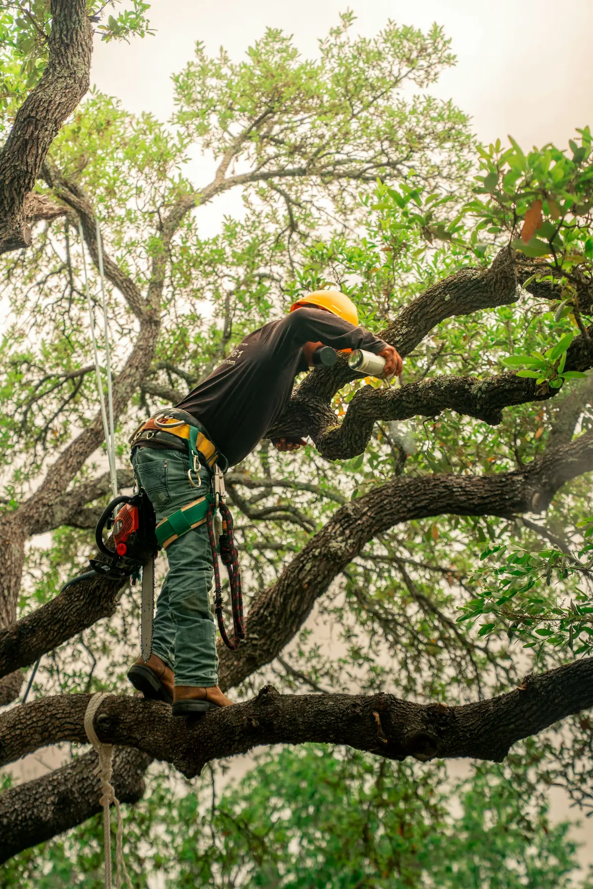 Arborist up in a tree pruning branches