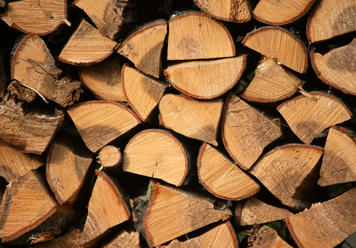 Cut logs stacked in daylight